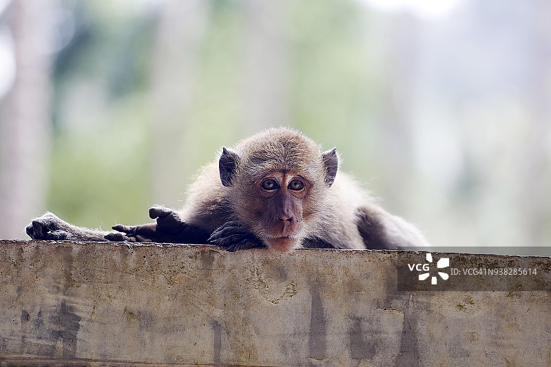 一只年轻的猕猴在沉思图片素材