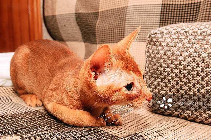 阿比西尼亚小猫(酢浆草)躺在沙发上图片素材