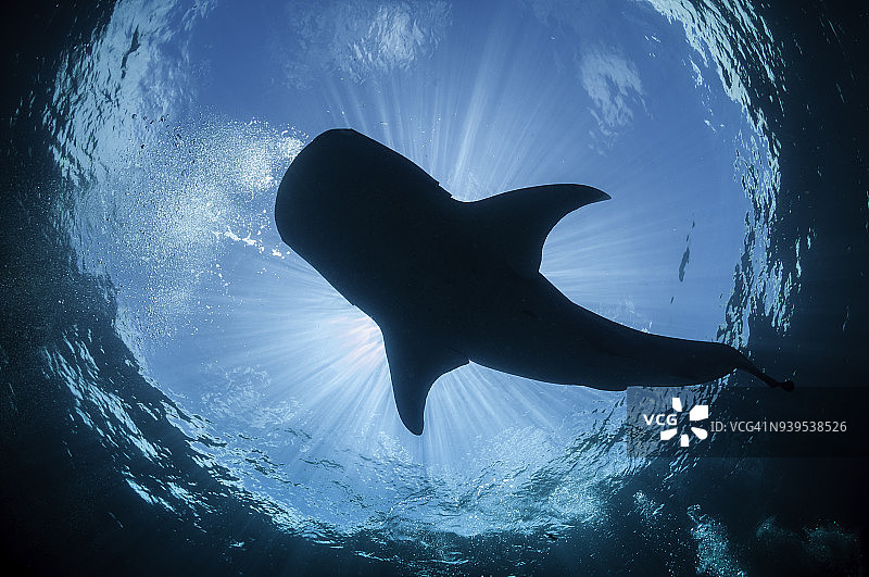 鲸鲨游过头顶，Cenderawasih湾，西巴布亚，印度尼西亚。图片素材