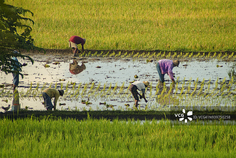 在印度尼西亚的巴厘岛种植水稻。图片素材