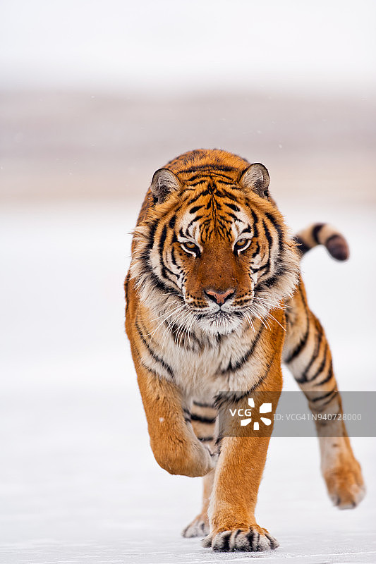 一只老虎在雪地上奔跑图片素材