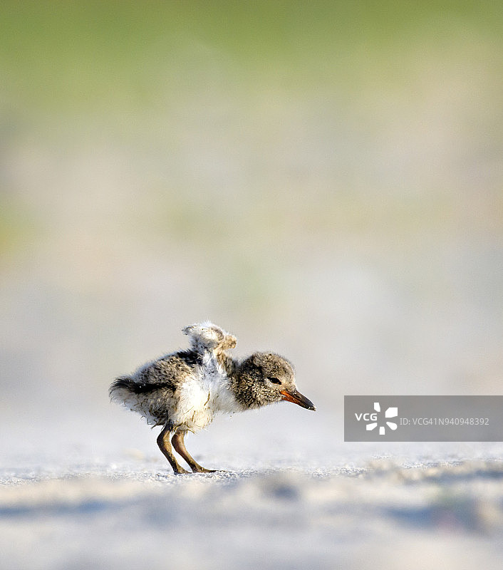 可爱的牡蛎捕捉小鸡在尼克森海滩测试他的翅膀图片素材