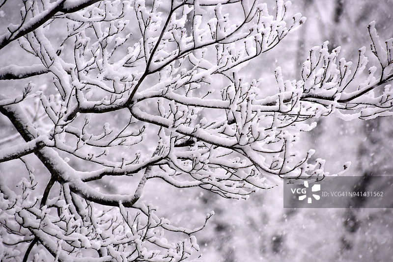 暴风雪中被雪覆盖的树枝图片素材