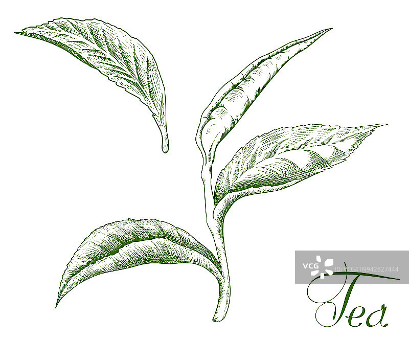 茶树的分枝和叶孤立在白色上。图片素材