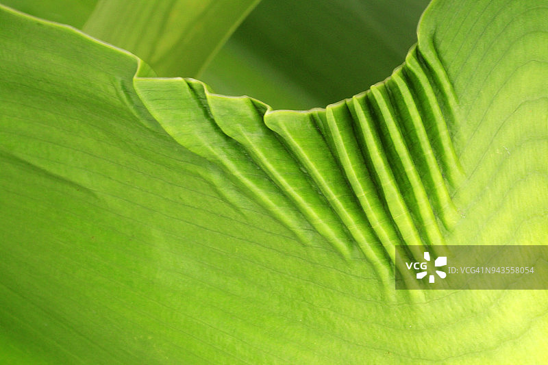 一个褶皱的热带叶子的特写-抽象和绿色图片素材