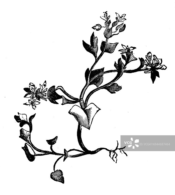 植物学植物仿古雕刻插图:Cochlearia danica(丹麦scurvygrass)图片素材