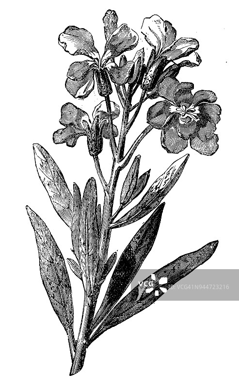 植物学植物仿古雕刻插图:印加马提奥拉(古木)图片素材
