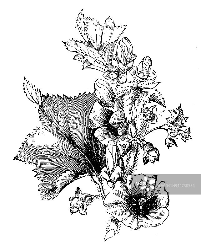 植物学植物仿古雕刻插图:树葵(Lavatera arborea, Malva eriocalyx，树葵)图片素材