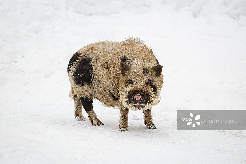 斑点猪在雪中行走图片素材