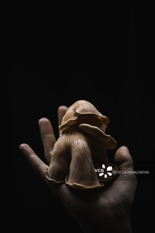 粉红色的一簇牡蛎蘑菇的手掌图片素材