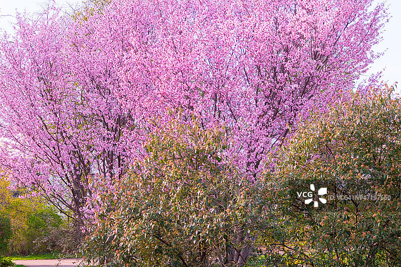 公园里绽放的粉红樱桃树图片素材