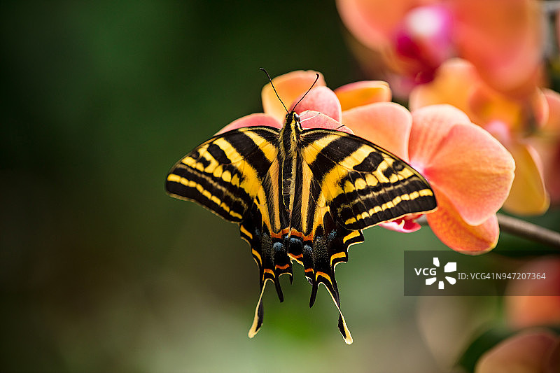 美丽的凤蝶在热带森林里坐着开花图片素材