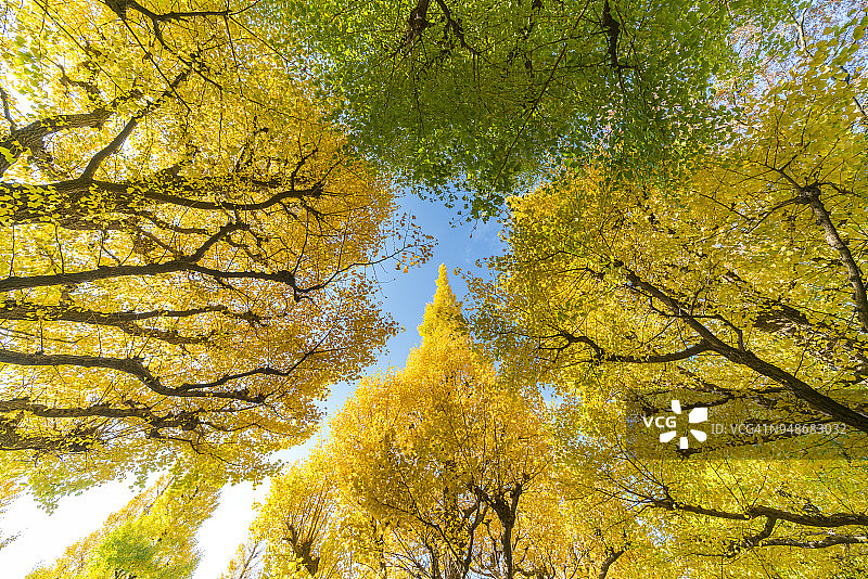 2017年11月17日，日本东京千代田区神谷Gaien的银杏树大道上，许多秋叶在蓝天下闪闪发光。图片素材