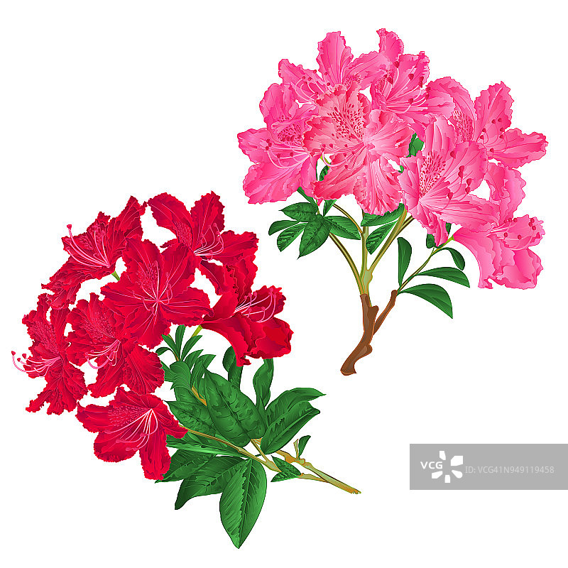 树枝上粉红色和红色的花朵杜鹃花山地灌木，在白色的背景上设置七个复古矢量插图可编辑图片素材