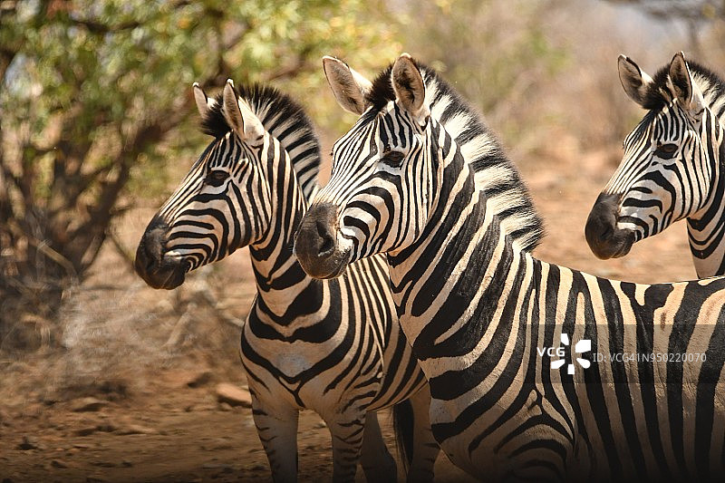 三只野生斑马也在非洲狩猎摄影图片素材