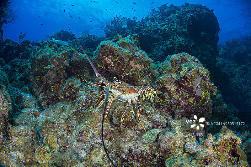 带刺的龙虾(龙虾科)图片素材