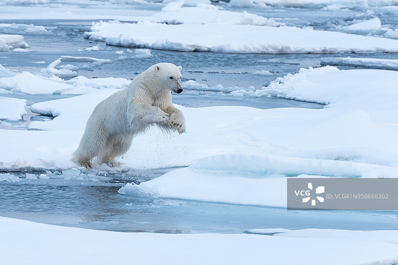 北极熊跳图片素材