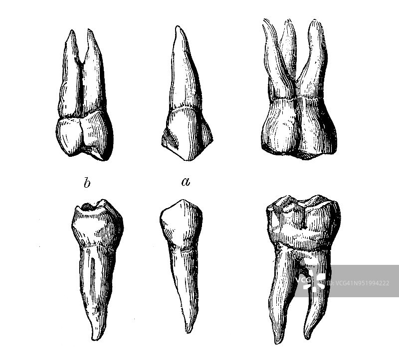 人体解剖学古董插图:臼齿图片素材