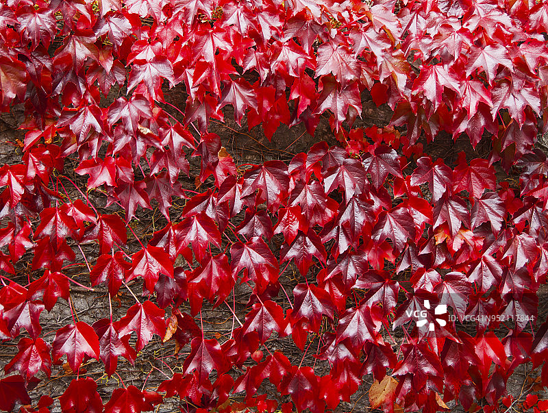红常春藤(Virginia creeper)在秋天会在砖墙上落叶图片素材