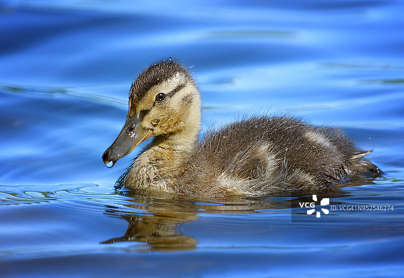 在蓝色水域的小鸭子近距离观察图片素材