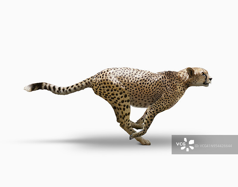 猎豹的速度图片素材