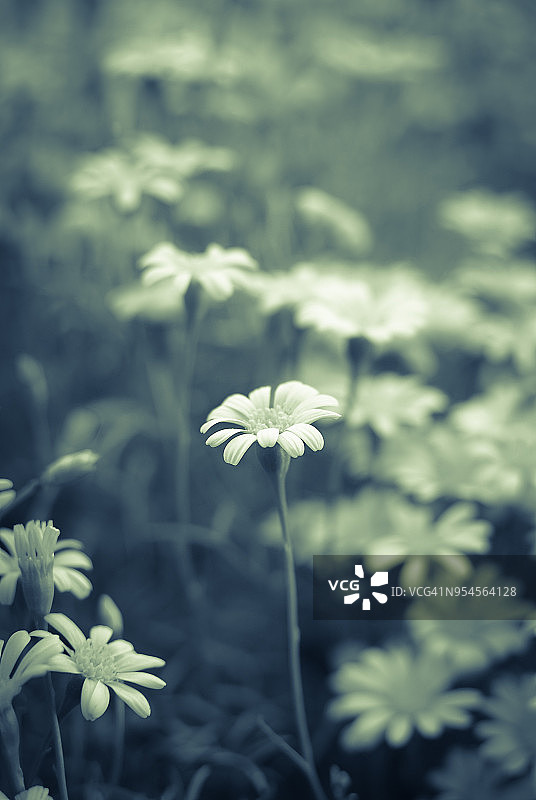 Butterweed——单色图片素材