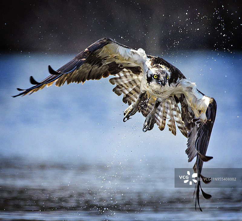 在贝尔蒙特湖州立公园，鱼鹰飞向摄像机的近距离观察图片素材