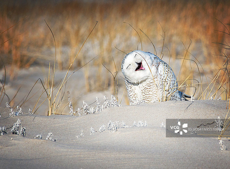 长岛琼斯海滩的雪鸮开怀大笑图片素材