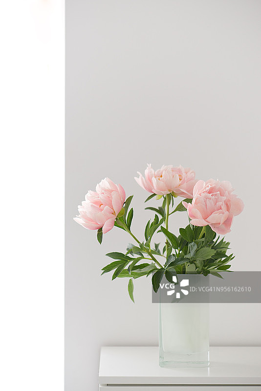 美丽的淡粉色牡丹花束图片素材