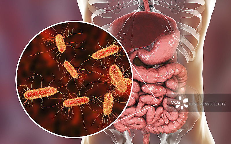 大肠杆菌在人的肠道，说明图片素材