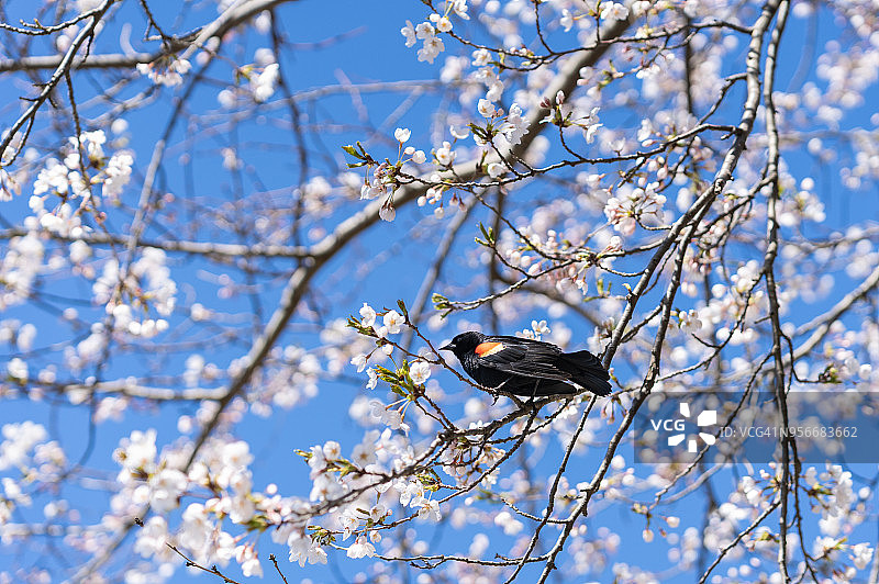 红翼画眉坐在日本樱花树上唱歌。图片素材