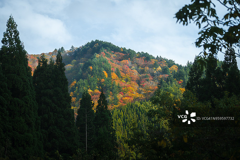 美丽的秋景，日本东北图片素材
