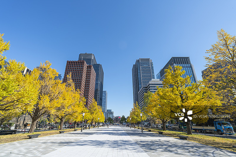 2017年11月21日，日本东京丸之内，高耸的办公大楼矗立在一排排秋叶后的银杏树下。在建筑物中间可以看到东京站。图片素材