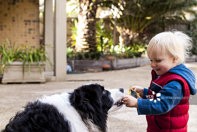在院子里快乐的男孩喂养边境牧羊犬的侧视图图片素材