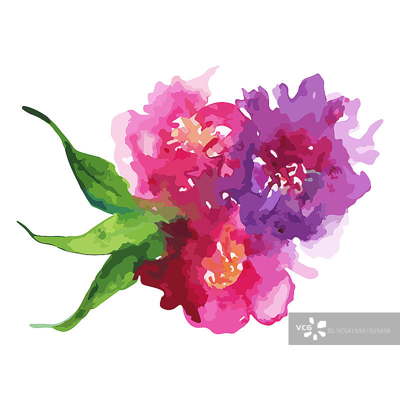 水彩粉红紫色花，牡丹，玫瑰，康乃馨，叶子，钮扣组成孤立的插图向量图片素材