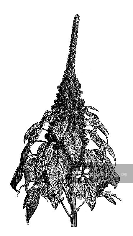 植物学植物仿古雕刻插图:苋属苋(王子羽毛)图片素材