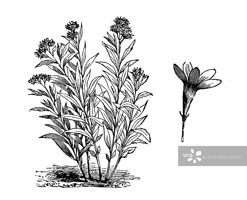 植物学植物古版画插图:水杨花图片素材