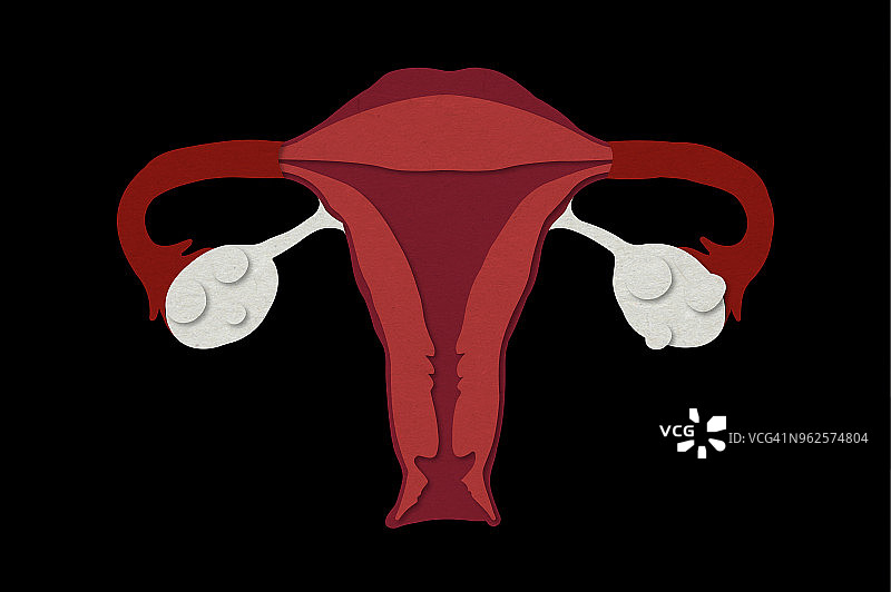 卵巢和子宫的说明图片素材