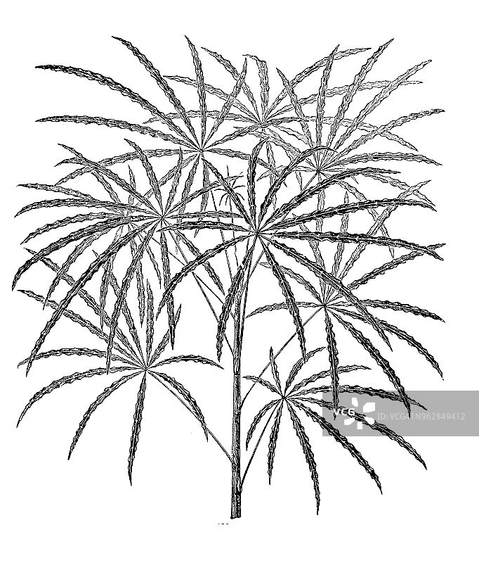 植物学植物古版画插图:白花楤木图片素材