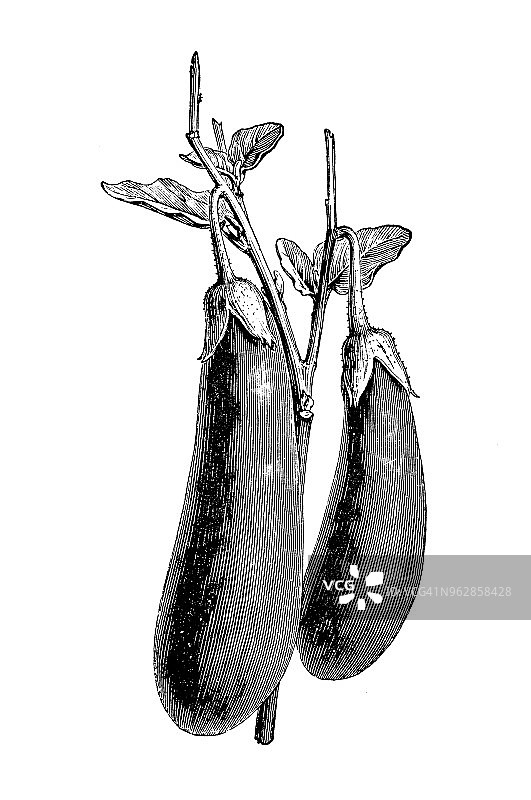 植物学植物古版画插图:长茄子图片素材