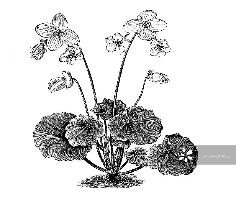 植物学植物古董雕刻插图:秋海棠女王的白色图片素材