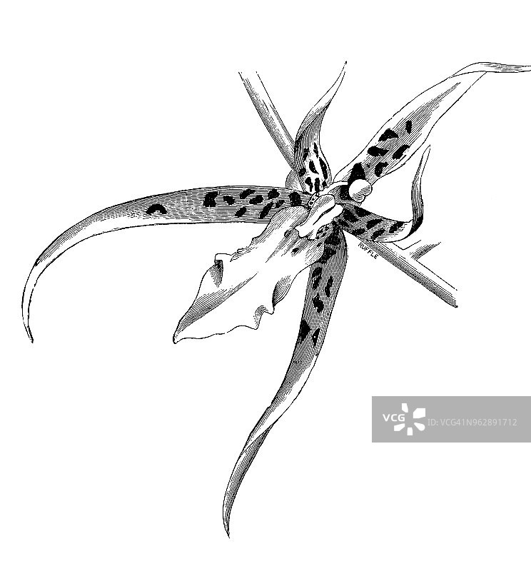 植物学植物仿古雕刻插图:蓝芥菜(Brassia lanceana)图片素材