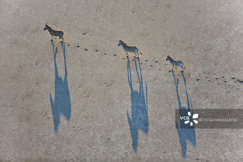 壮观的鸟瞰图，迁徙的波切尔斑马在穿过Makgadikgadi pan时投下了阴影，博茨瓦纳图片素材
