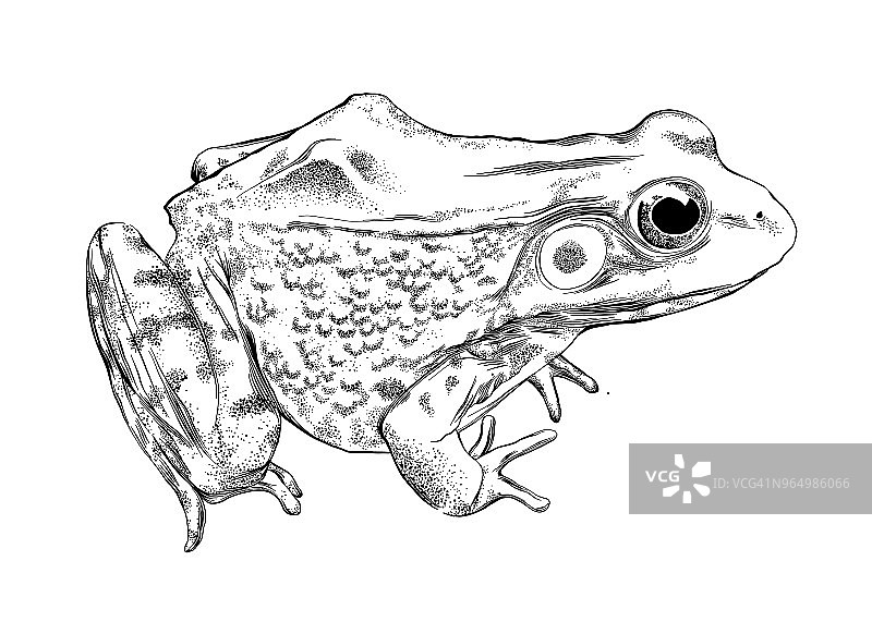 青蛙矢量插图在钢笔和墨水孤立在白色图片素材