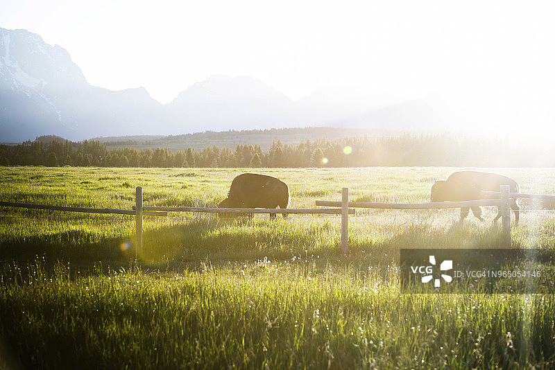 在阳光明媚的日子里，美洲野牛在大提顿国家公园的草地上吃草图片素材