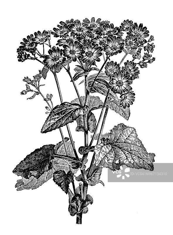植物学植物古版画插图:灰叶图片素材