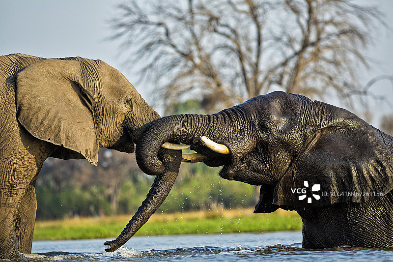 在博茨瓦纳的一条河里，两只大象戏水嬉戏的特写镜头图片素材