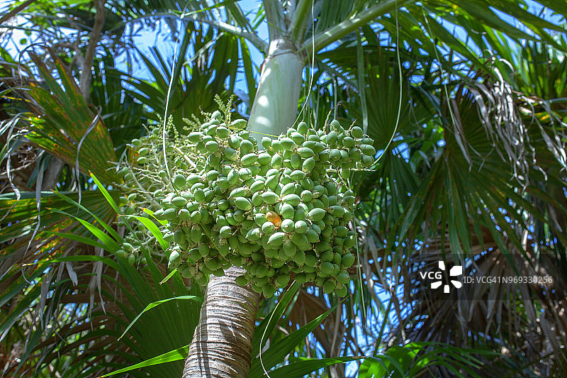 雨林中的一棵棕榈树图片素材