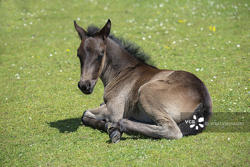 新森林的小马驹在夏日的阳光下休息图片素材
