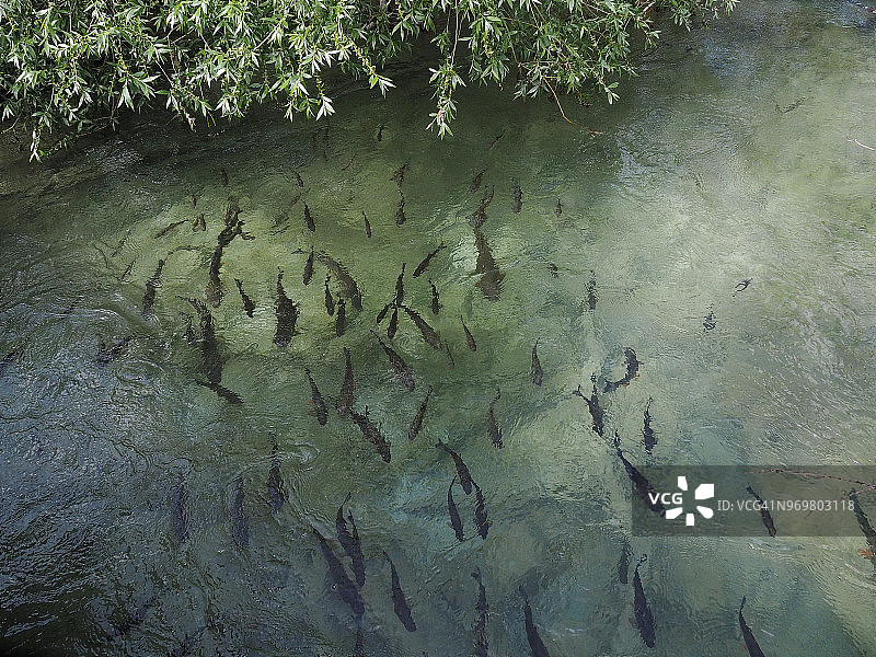 Plitvice湖国家公园里的大群鳟鱼图片素材
